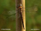 Migrant Hawker