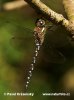 Migrant Hawker