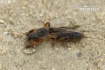 Mole Cricket