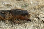 Mole Cricket