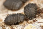 Mother-lode of tufted millipedes
