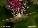 Mother Of Pearl Moth