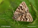 Mother Shipton Moth