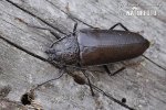 Mulmbock