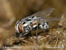 Muscid Fly