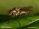 Muscid Fly