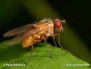 Muscid Fly