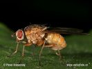 Muscid Fly