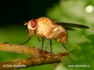 Muscid Fly