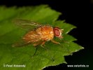 Muscid Fly