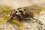 Muscid Fly