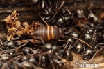 Myrmecophila acervorum