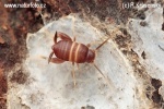 Myrmecophila acervorum