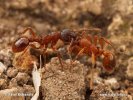 Myrmica sp.