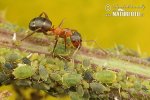 Narrow-headed Ant