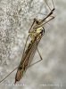 Nephrotoma sp.