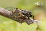 New Forest Cicada