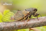 New Forest Cicada