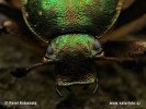 Noble chafer