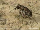 Northern Dune Tiger Beetle