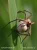 Nursery Web Spiders