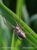 Nursery Web Spiders