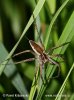 Nursery Web Spiders