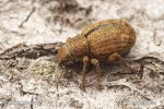 Nut Leaf Weevil