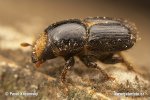 Oak Pinhole Borer