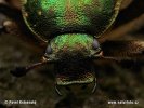 oble chafer