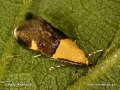 Oecophora bractella
