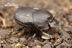 Onthophagus semicornis