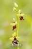 Ophrys insectifera