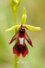 Ophrys mouche