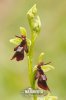 Ophrys mouche