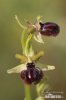 Ophrys orchid