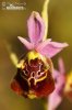 Ophrys