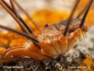 Opiliones