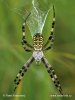 Orb-weaving Spider