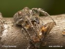 Orb Web Spider