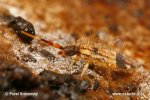 Orchesella flavescens