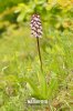 Orchis pourpre