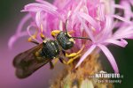 Ornate Tailed Digger Wasp