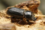 orned stag Rhinoceros Beetle