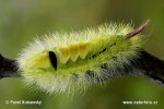 Pale Tussock Moth