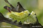 Pale Tussock Moth