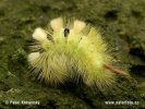 Pale Tussock Moth