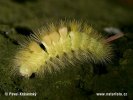 Pale Tussock Moth