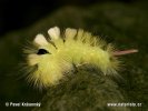 Pale Tussock Moth