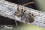 Parmena pubescens